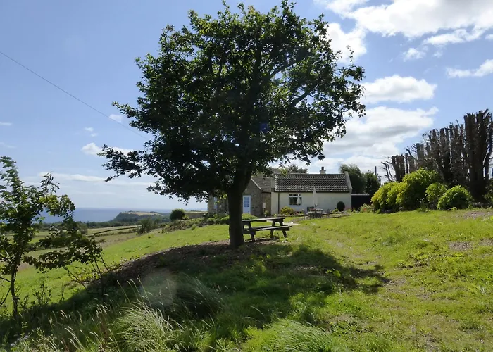 Meadow * سكرابورو